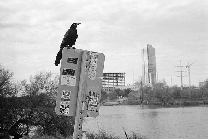 Photo of Bird on a Sign